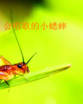 会唱歌的小蟋蟀