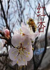 红杏